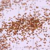 Spike Speedwell Seeds, #Ver01 Blue