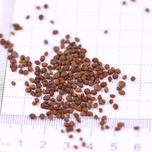 Premium 'Buddha's Hand' Double Impatiens Seeds - Large Red Blooms, 40-50 cm Height, Long-Lasting Flowers