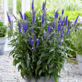 Spike Speedwell Seeds, #Ver01 Blue