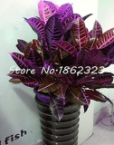 Calathea Seed Foliage Plant Seed Pot Variety Complete The Budding Rate 95% Four Seasons Planting Easy to Grow