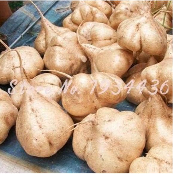 Sweet Potato Jicama/Yam Bean Garden Fruits and Vegetables Seed Pot Fast Growing Courtyard Plant