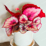 Begonia Seeds (Color: 16)