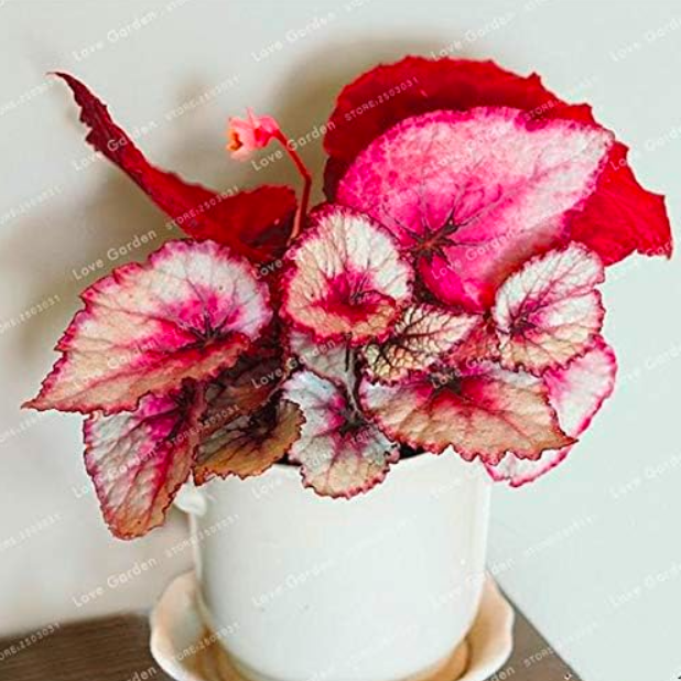 Begonia Seeds (Color: 16)