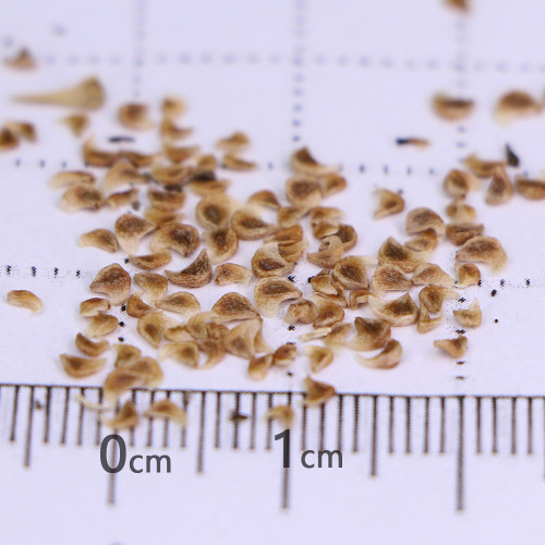 Dyckia brevifolia 'Moon Glow' Seeds | Rare Succulent-Like Bromeliad with Yellow Center for Exotic Gardens and Rock Landscapes