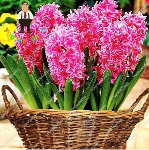 Hyacinth Seeds Hydroponic Flower