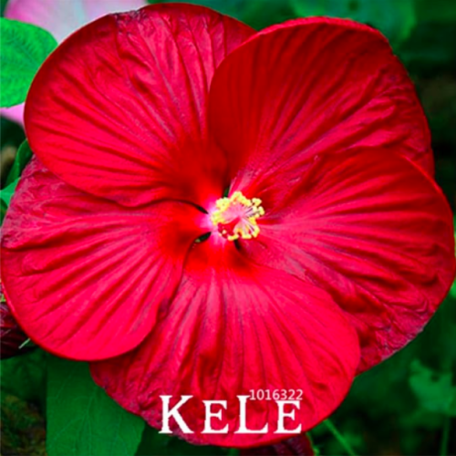 Giant Hibiscus Flower flores Beautiful Flower Seed Plant Home Garden (Color: 12)