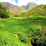 Chinese Green Tea Tree Seeds