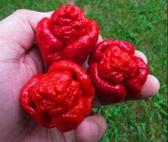Red Fresh Carolina Reaper Chilli Pepper Seeds