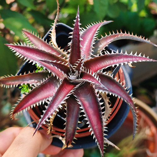 Dyckia 'Red Lotus F1' Seeds