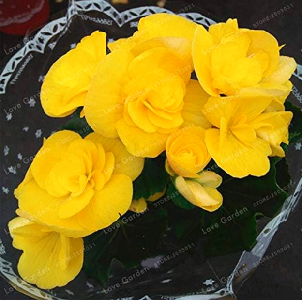 Begonia Seeds (Color: 1)