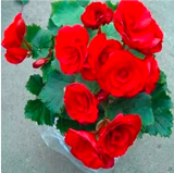 Begonia Seeds (Color: 4)