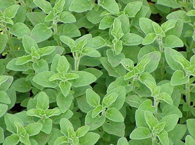 Oregano Origanum vulgare Seeds