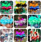 Double Petals Fuchsia Seed,Seed Balcony Flower Fuchsia Flowers for Rooms,Potted Plants Hanging Fuchsia Flowers