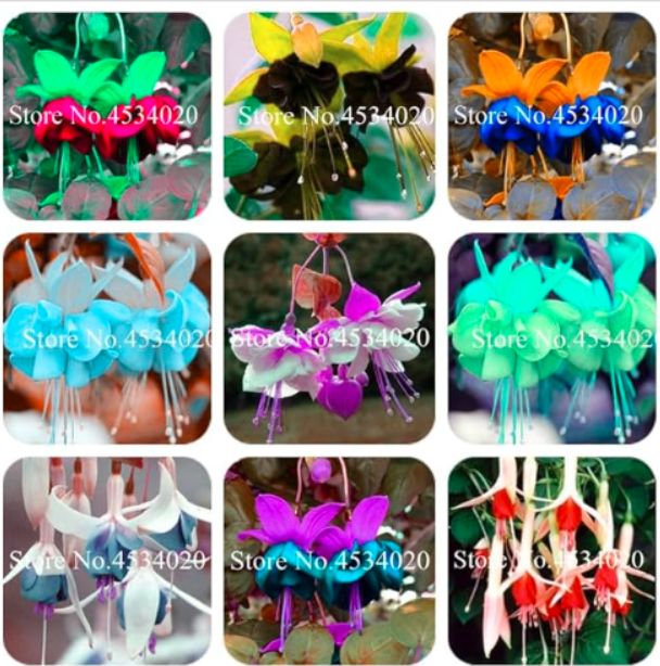 Double Petals Fuchsia Seed,Seed Balcony Flower Fuchsia Flowers for Rooms,Potted Plants Hanging Fuchsia Flowers