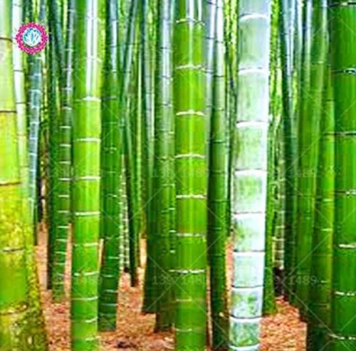 Chinese Moso Giant Bamboo Seed Phyllostachys heterocycla Pubescens