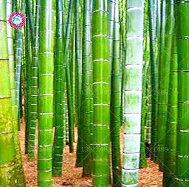 Chinese Moso Giant Bamboo Seed Phyllostachys heterocycla Pubescens