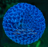 Blue Dahlia Seed Beautiful Flower Seed Perennial Plant Dahlia Seeds