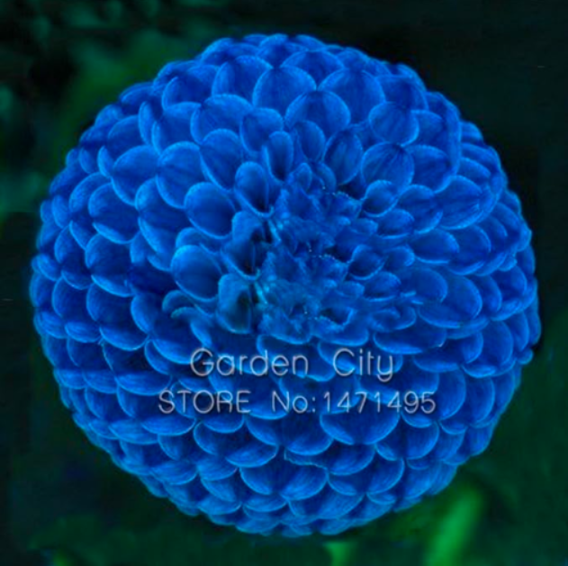 Blue Dahlia Seed Beautiful Flower Seed Perennial Plant Dahlia Seeds