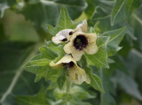 Hyoscyamus Niger (Black Henbane) Seeds