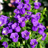 Canterbury Bells Flower Seeds – Vibrant Purple Blooms for Pollinator-Friendly Gardens