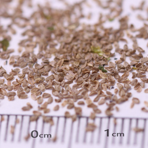 Soft Pink Canterbury Bells Seeds – Elegant, Deer-Resistant Perennials for Pollinator-Friendly Gardens