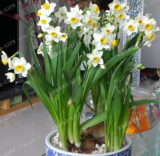 Narcissus Bulbs (Color 4)