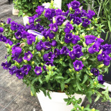 Canterbury Bells Flower Seeds – Vibrant Purple Blooms for Pollinator-Friendly Gardens