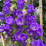 Canterbury Bells Flower Seeds – Vibrant Purple Blooms for Pollinator-Friendly Gardens