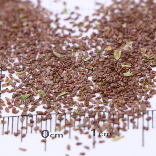 Canterbury Bells Flower Seeds – Vibrant Purple Blooms for Pollinator-Friendly Gardens