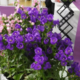 Canterbury Bells Flower Seeds – Vibrant Purple Blooms for Pollinator-Friendly Gardens