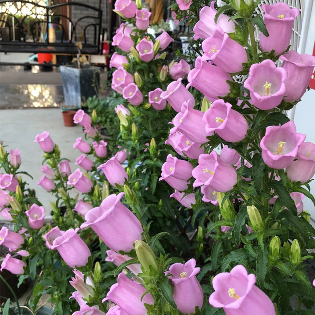 Soft Pink Canterbury Bells Seeds – Elegant, Deer-Resistant Perennials for Pollinator-Friendly Gardens