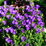 Canterbury Bells Flower Seeds – Vibrant Purple Blooms for Pollinator-Friendly Gardens