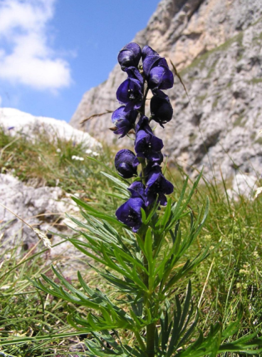Seeds Iron Blue has - Aconitum napellus (Wolfbane)
