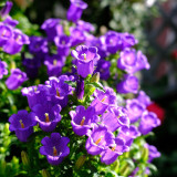 Canterbury Bells Flower Seeds – Vibrant Purple Blooms for Pollinator-Friendly Gardens