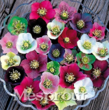 Japanese Seed Potted Plants Helleborus Seeds