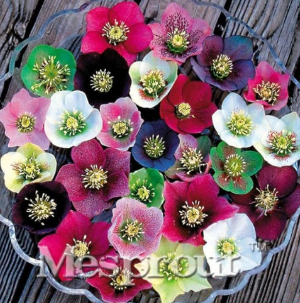 Japanese Seed Potted Plants Helleborus Seeds