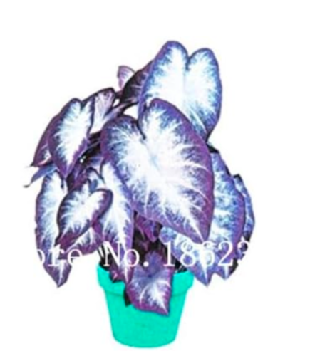 Rare Colorful Caladium Seed Burnt Rose Elephant Ear (Color: 1)