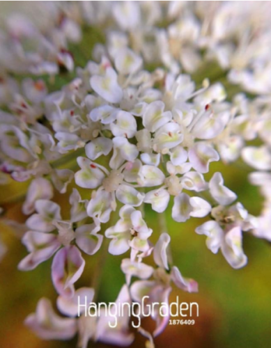 Fresh Angelica sinensis, Dang Gui, medicinal plant DIY home garden flower Seed