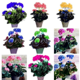 Geranium Flower Rare Pelargonium Variegated Potted Seeds (Color: Mixed)