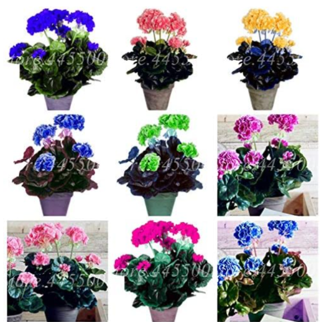 Geranium Flower Rare Pelargonium Variegated Potted Seeds (Color: Mixed)