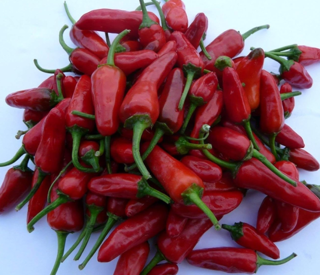 Apache Red Chili Pepper Seeds, Large or Small Patio Containers and Basket!