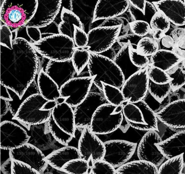 Coleus Seed foliage plants perfect color Arc-Dragon beautiful flower plant garden (Color: 10)