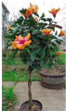 Hibiscus Seed Tricolor Hibiscus Flower Seed Tree Perennial Flowering Potted Plants (Color 5)