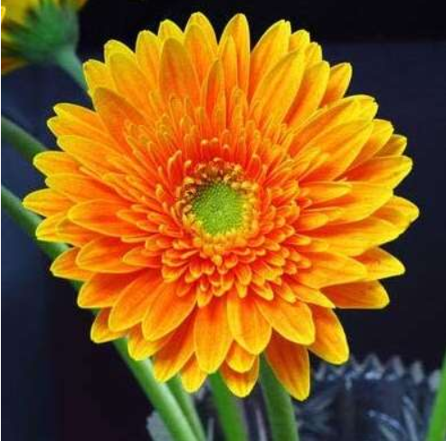 Barberton Daisy, Transvaal Daisy Flower Seed Plant Home Garden