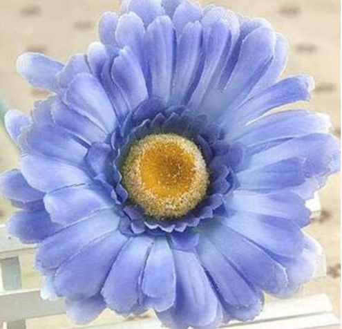 Barberton Daisy, Transvaal Daisy Flower Seed Plant Home Garden