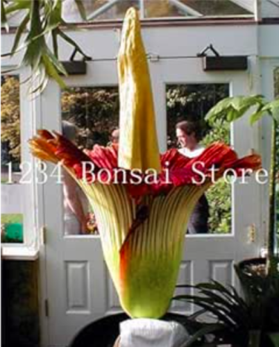 Corpse flower Plant Seeds (Color: 6)