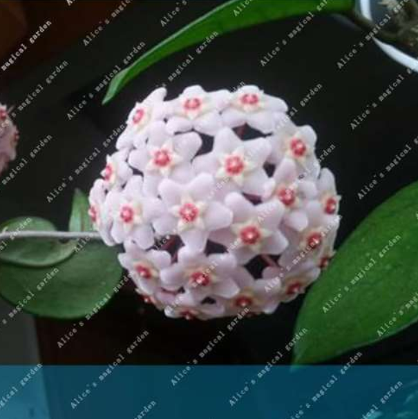Rare Ball Orchid Flower Perennial Plant Hoya carnosa Seeds