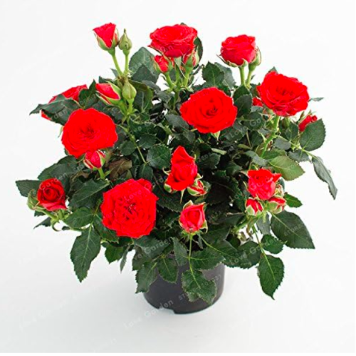 Mini Rose Seed Miniature Rose Seed (Color: 5)