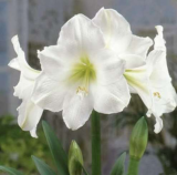 Amaryllis Bulb (Color: 6)