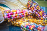 Rainbow Sweet Corn Seeds (Color: Mixed)